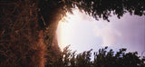 Print Only